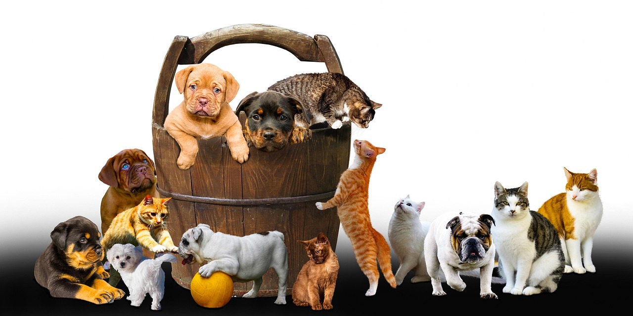 Rośliny bezpieczne dla psów i kotów – czego unikać w domu