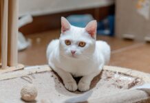 Biały kot o bursztynowych oczach odpoczywa na drapaku w domu